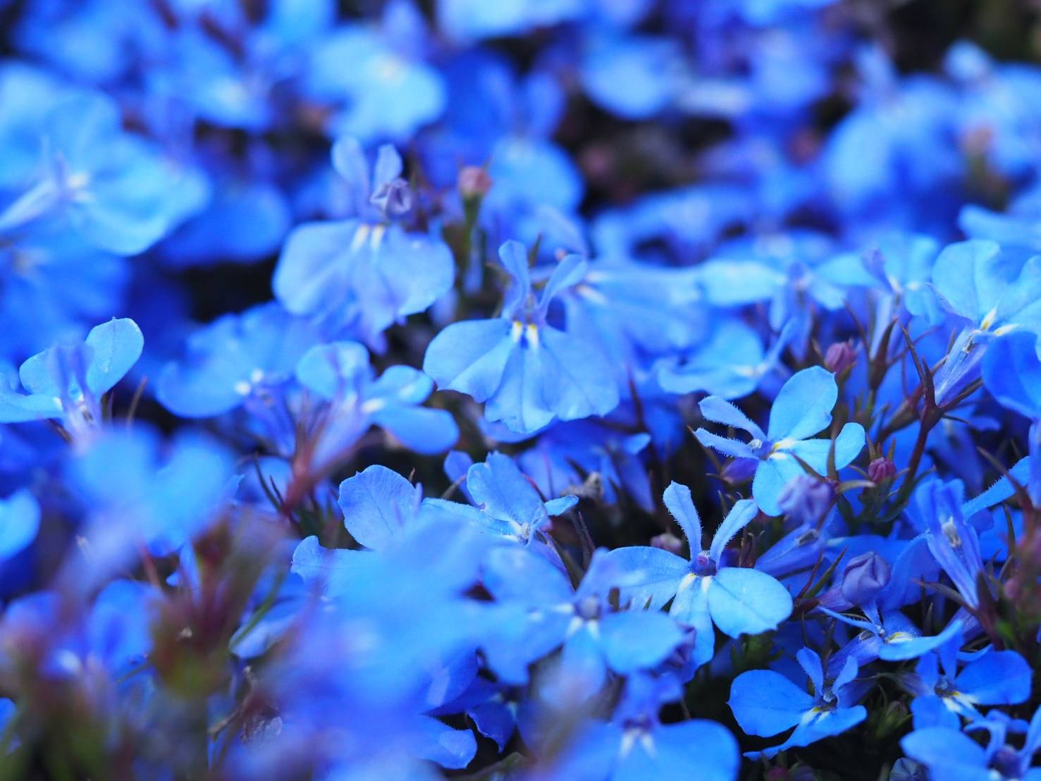 花凛𓂃 𓈒𓏸 ꕤ 花写真 ロベリア 花言葉 悪意 ﾛﾍﾞﾘｱに毒性がある事に由来するといわれている