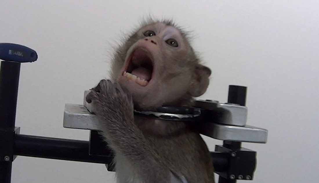 _veganayrto's tweet photo. We must fight to end ALL animal experimentation!

It is cruel, outdated and holding back scientific progression. Both human and non-human animals deserve better! We MUST end this torture!!

#WorldDayForAnimalsInLabs #WorldDayForLaboratoryAnimals https://t.co/lYQi4DvsUU