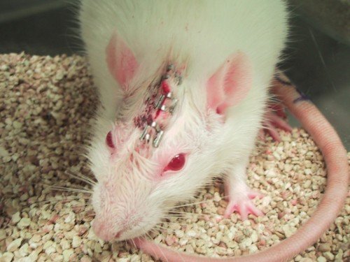 _veganayrto's tweet photo. We must fight to end ALL animal experimentation!

It is cruel, outdated and holding back scientific progression. Both human and non-human animals deserve better! We MUST end this torture!!

#WorldDayForAnimalsInLabs #WorldDayForLaboratoryAnimals https://t.co/lYQi4DvsUU