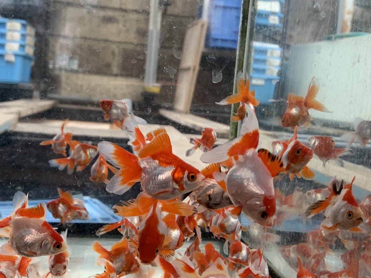 金魚坂 生体 در توییتر 江戸川 平賀サラサ琉金 5cm 人気の平賀さん作の更紗琉金です ふっくらしたおなかがとっても可愛いです 金魚 琉金 更紗琉金 サラサ琉金 淡水魚 金魚坂 本郷三丁目