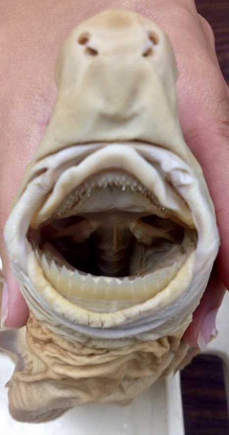 DAY 32: The cookiecutter  #shark (Isistius brasiliensis)-named for perfect 5cm bites on large victims-leaves wound but doesnt kill-attacks common: most Hawaii adult spinner dolphins have scars & fish in Honolulu Fish Auction bitten (: pomfret)-migrates to/from  #deepsea daily
