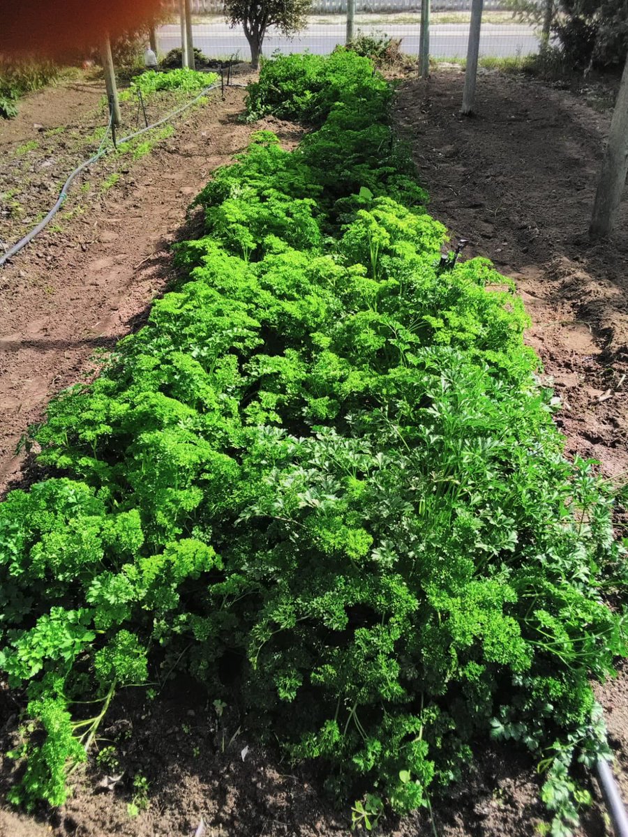 Reliance Compost tweet media