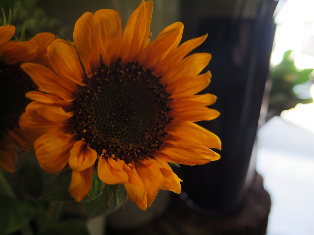 It's Friday!! You've almost made it through another week.

Today's flower of the day is the bright and beautiful sunflower.

Their formal flower name is Helianthus. In Greek, helios means sun and anthos means flower, thus Sunflower.

#wildaboutflowers #floweroftheday