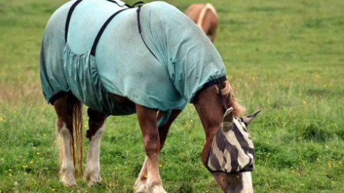 Las lluvias torrenciales pueden afectar a tu caballo a nivel físico. En <a href="/Amigoscaballo/">Amigos del Caballo</a> recomendamos que permanezcan en sus establos para no peligrar la salud de los caballos. ¡Conoce un poco más leyendo el siguiente artículo de <a href="/okdiario/">okdiario.com</a>! 

👉🏽bit.ly/2VwSyjO