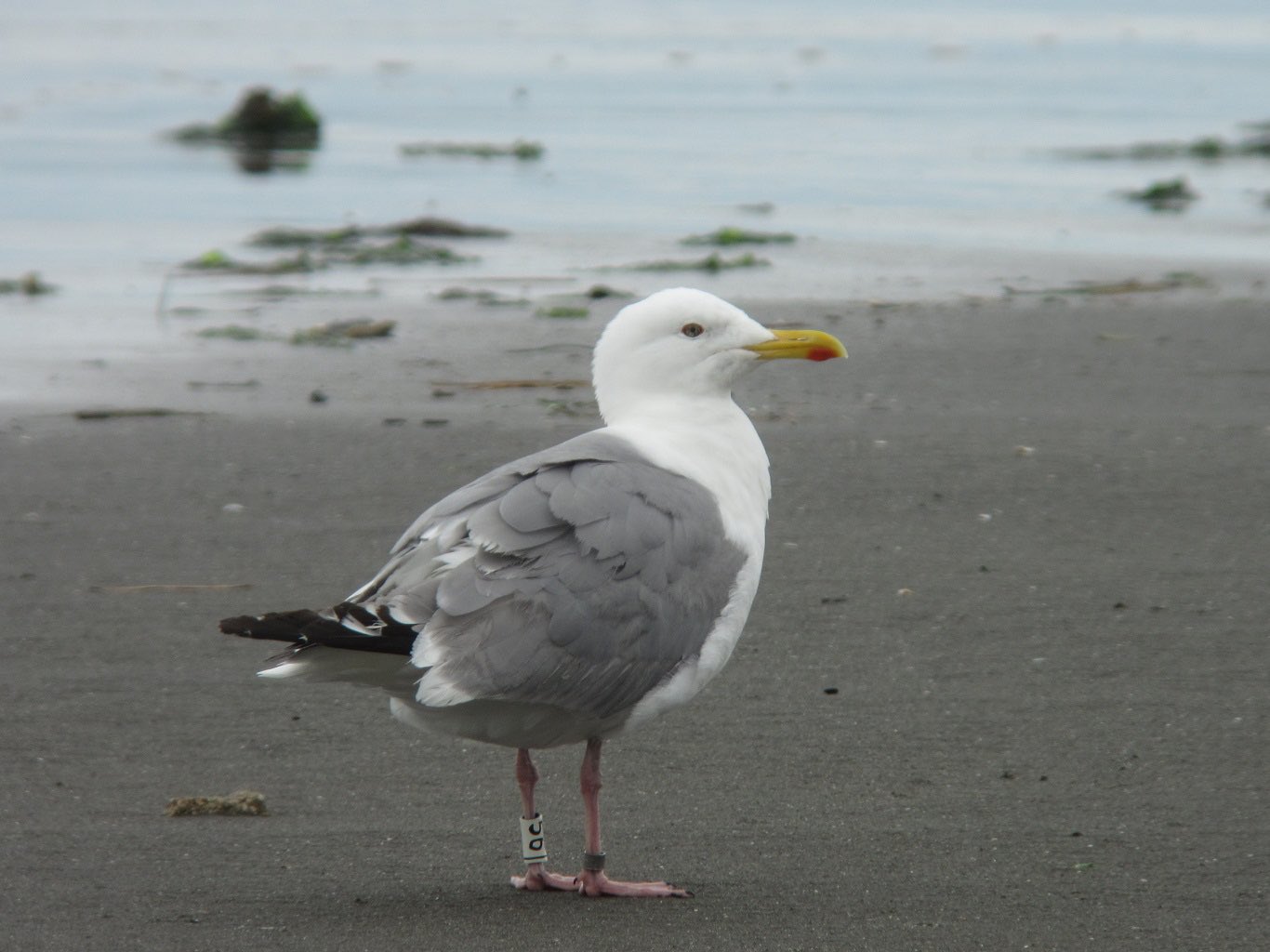 かんた 人生鳥人 この子はセグロかな カモメの識別は難しい 野鳥 カモメ 識別 カメラ 写真 自然 足環 千葉 バードウォッチング 野鳥好きな人と繋がりたい ファインダー越しの私の世界 海 かんバード T Co Ar69ugnqwc Twitter