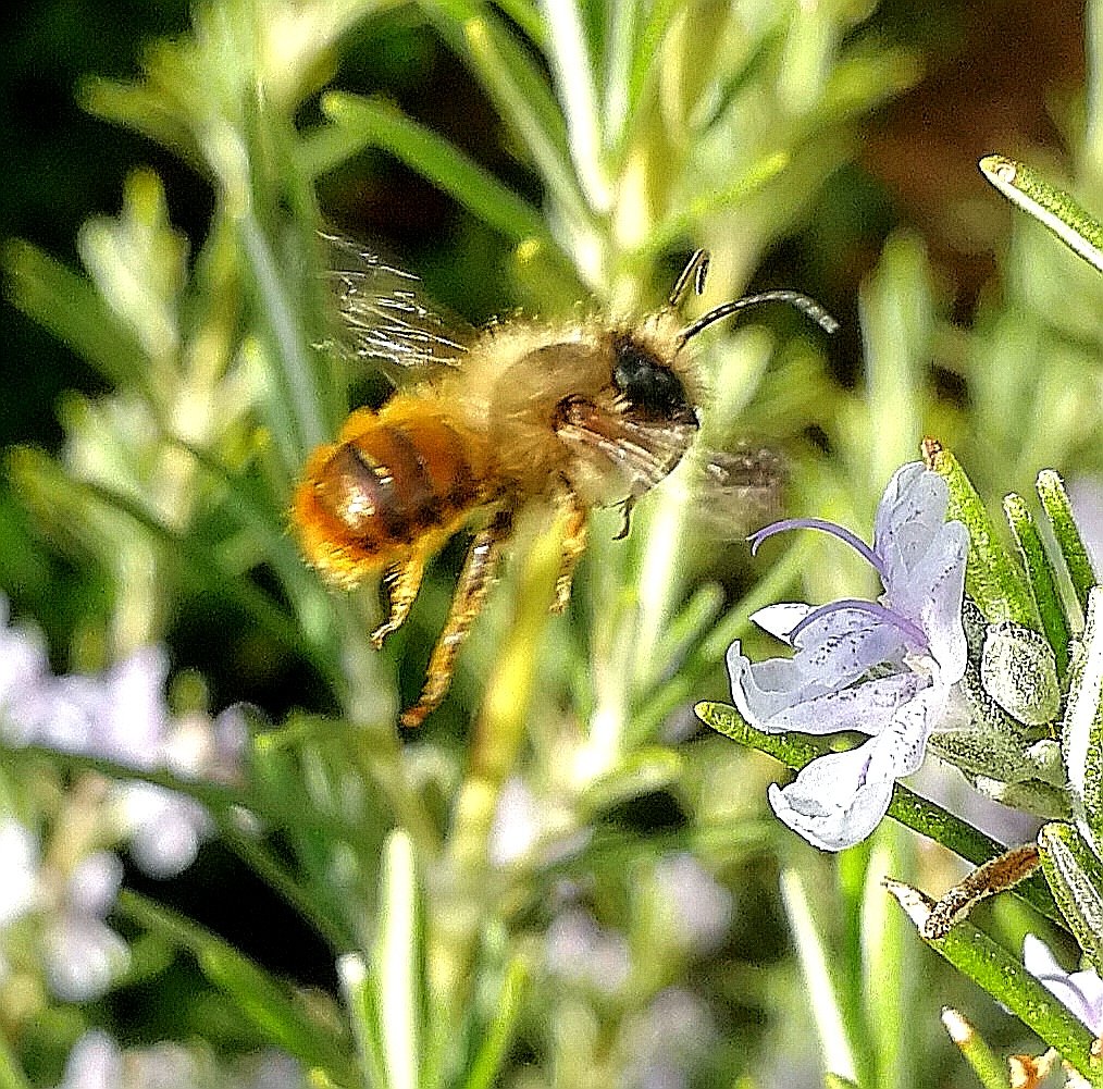 Playing with my phone camera to capture nature in my garden (&amp; pass the time). Pleased with this solitary bee about to land on a rosemary flower + an edited version after messing with some settings 😁