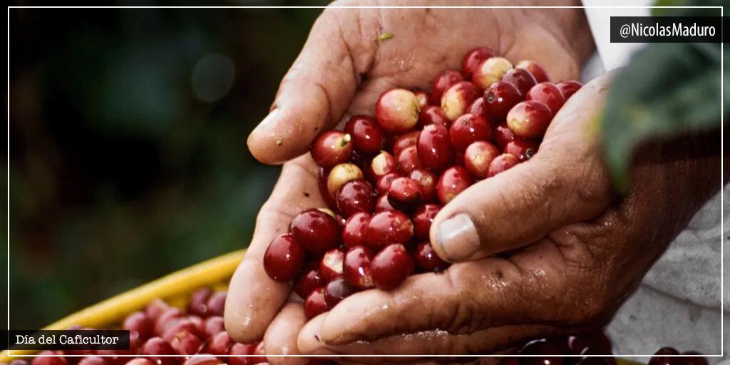 NicolasMaduro's tweet photo. Envío mi reconocimiento a los hombres y mujeres del campo que con amor y compromiso se dedican a sembrar y producir el mejor café del mundo para la familia venezolana. Tenemos todo para convertir a nuestra Patria nuevamente en una potencia exportadora de café. ¡Cuenten conmigo! https://t.co/mSxKBvWfFW