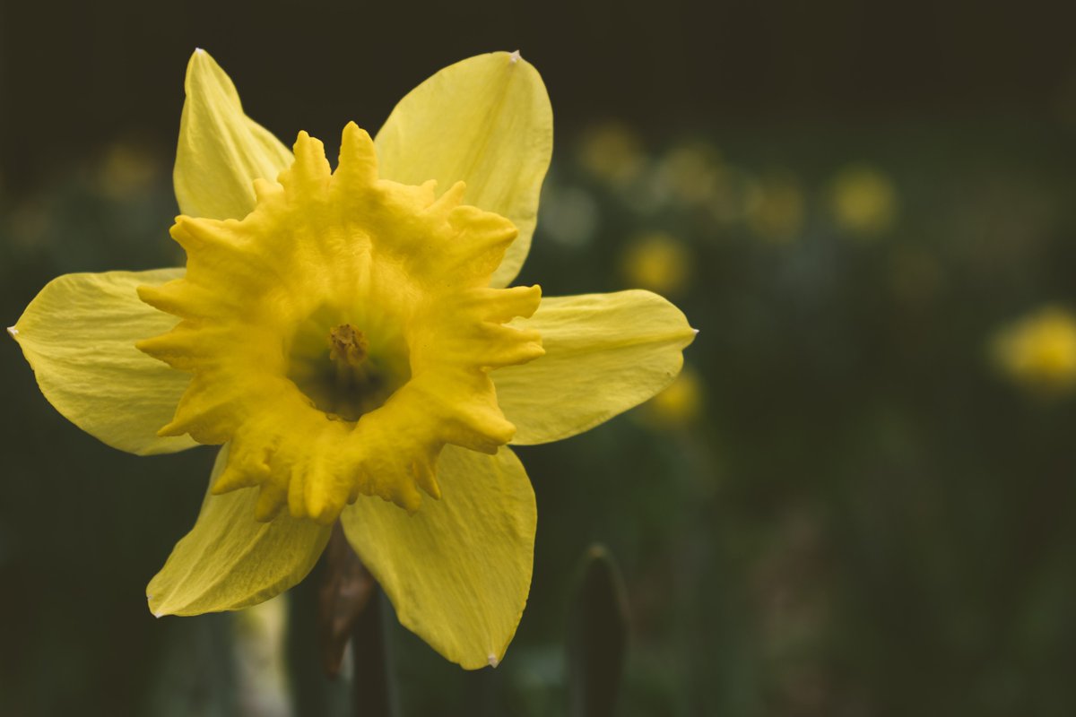 DevonCarers's tweet photo. Fourth day of #StayAtHomeActivities we've heard from Alice and Tom who've been spending time in the garden exercising whilst cutting the lawn, weeding and deadheading the daffodils. For tips on getting your garden blooming visit: https://t.co/eHA4rB6BtL #EveryMindMatters https://t.co/kqZZpRM6tR