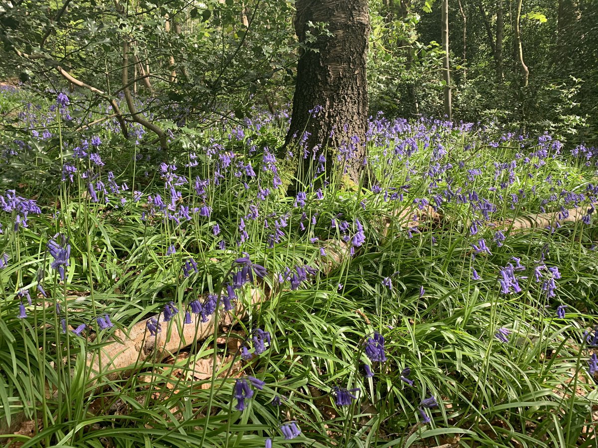 Bluebell hunting that got me thinking about parties - The Bluebell Ball? The Bluebell Tea Party? What do you think? Something for 2021? #northleeds #chapelallerton #meanwood #partyhelp #partyhelpers #partyideas