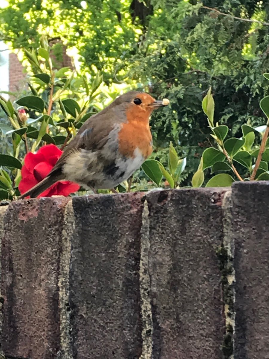 TrinityWimbledn's tweet photo. And two photos from Catherine: a squirrel and a robin #TrinityCreates https://t.co/jkSAZNHgNE