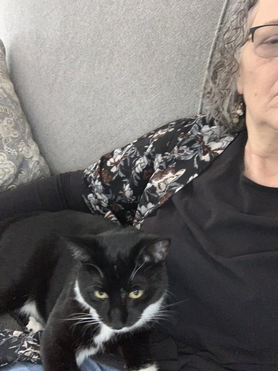 mlistHDHS's tweet photo. My lazy colleague, trying once again to decrease my productivity. Need to speak to HR about this!!#HDSDPride #finnthekitten https://t.co/hOYYMCfWPp