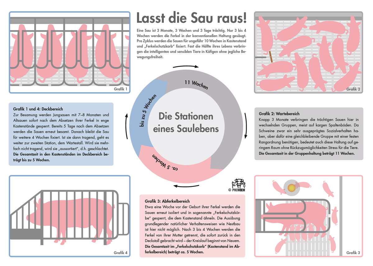 PROVIEH_VgtM's tweet photo. Fast die Hälfte ihres Lebens verbringen #Sauen in Käfigen ohne Bewegungsfreiheit.
Unser neues #Infoposter "Lasst die Sau raus!" könnt ihr hier kostenlos herunterladen: https://t.co/vKmcco0lQe
Im #PROVIEH-Shop gibt es die Druckversion: https://t.co/iLBXA8jYsf
#LasstDieSauRaus https://t.co/vNUEpFeSlL