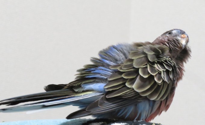 アキクサインコノーマルのtwitterイラスト検索結果 古い順