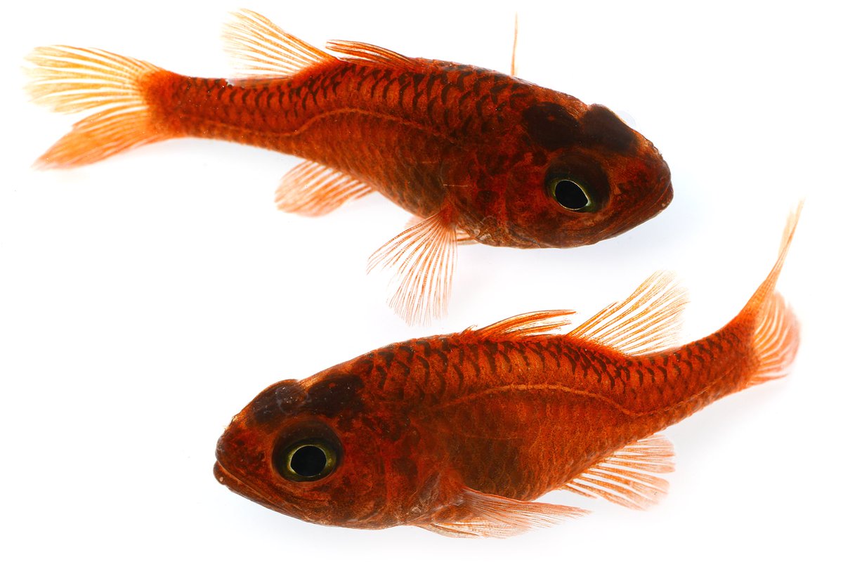 ゆうじ 一級お魚鑑定士ワイ うーん これは魚w 最近磯で見つけた魚いろいろ 全然わからん 魚の図鑑 は多いけど あまり詳しくないか 逆に詳しすぎるかの両極端なのでちょうど良い本が見つからない またせめて図鑑のどの辺りを調べれば出てくるのか ゆうじ 一級お魚鑑定士ワイ うーん これは魚w 最近磯で見つけた魚いろいろ 全然わからん 魚の図鑑 は多いけど あまり詳しくないか 逆に詳しすぎるかの両極端なのでちょうど良い本が見つからない またせめて図鑑のどの辺りを調べれば出てくるのか