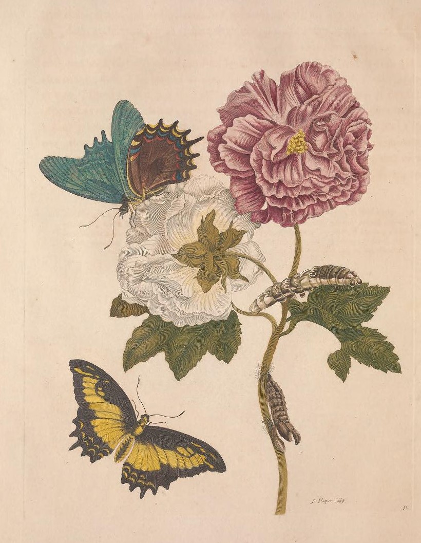  "Metamorphosis insectorum surinamensium" by Maria Sibylla Merian, selected by Nilda Lopez at the  @cooperhewitt Library. Merian was a remarkable naturalist, famous for her work in entomology & watercolor illustrations of insects and flowers:  https://s.si.edu/2x3mOtf 