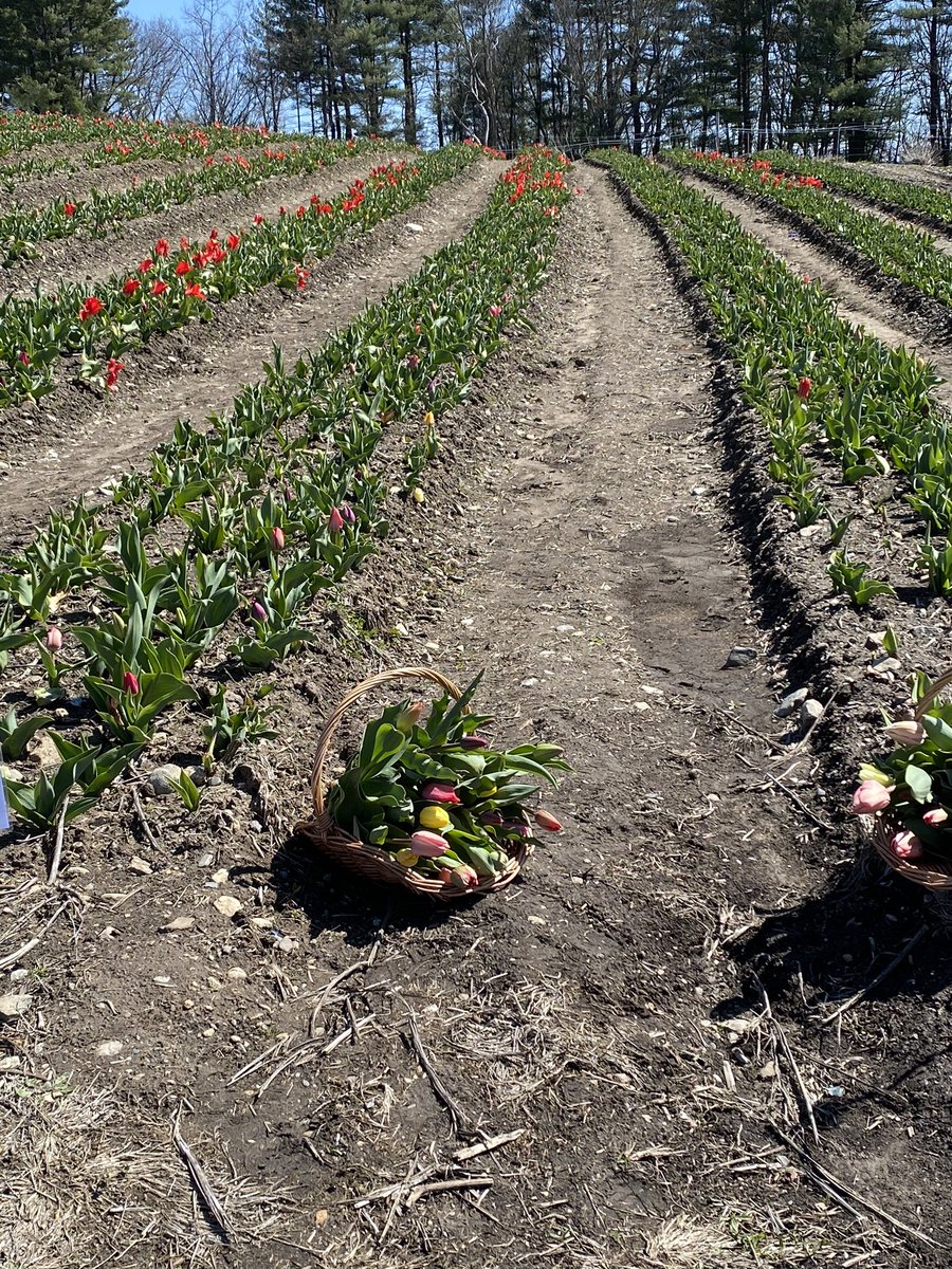 trishyTT's tweet photo. Tulip picking ❤️🌷💐 https://t.co/Nf18pf892g