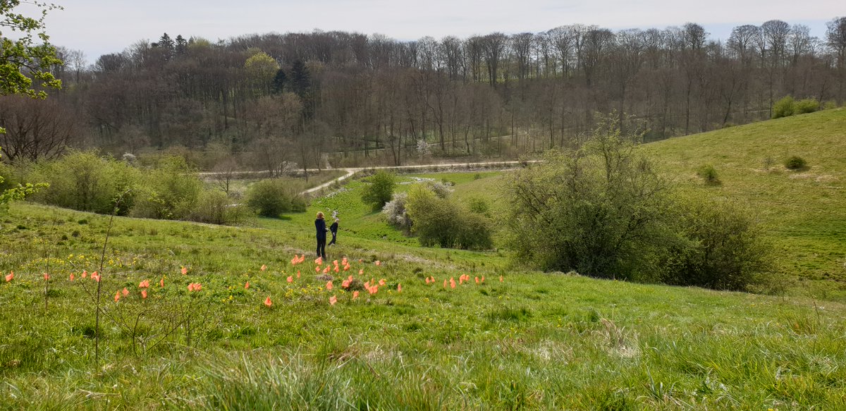 Vilde orkideer stjålet fra kommunalt naturområde - Mere end 100 maj-gøgeurter er i løbet af den sidste uge forsvundet kolding.dk/nyheder-aktuel…
#dkmedier #dkgreen #dknatur <a href="/MortenDDHansen/">Morten DD</a> så er den gal igen!
