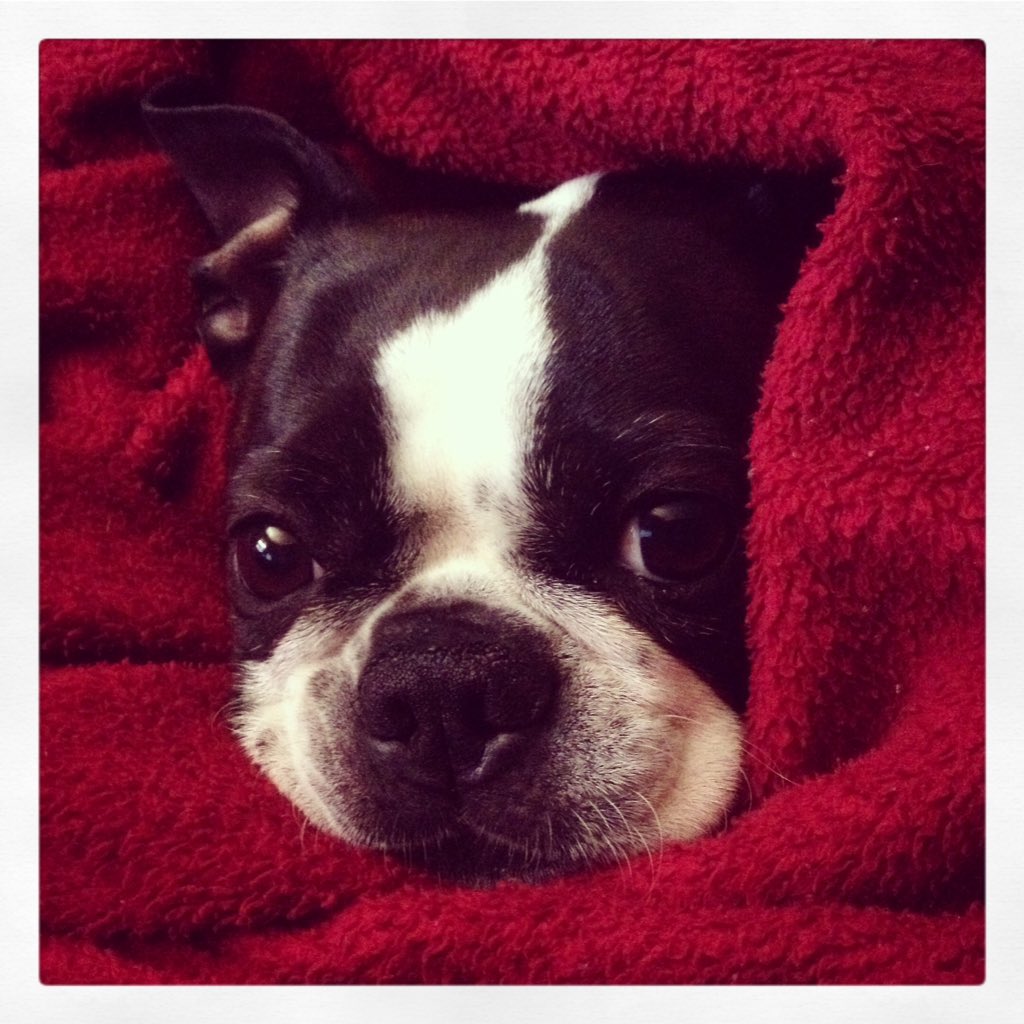 somecanuckchick's tweet photo. Emergency Puppy! Little Miss Moneypenny, wrapped herself in a red polar fleece blanket and then poked her head out to watch me, watching her, watching me... #dogs #dogdays #doglove #dogsnamedpenny #coolpets #dogsduringlockdown #twitterpets #twitterpaws #pawlove #TGIF https://t.co/KDRVAsf0PQ