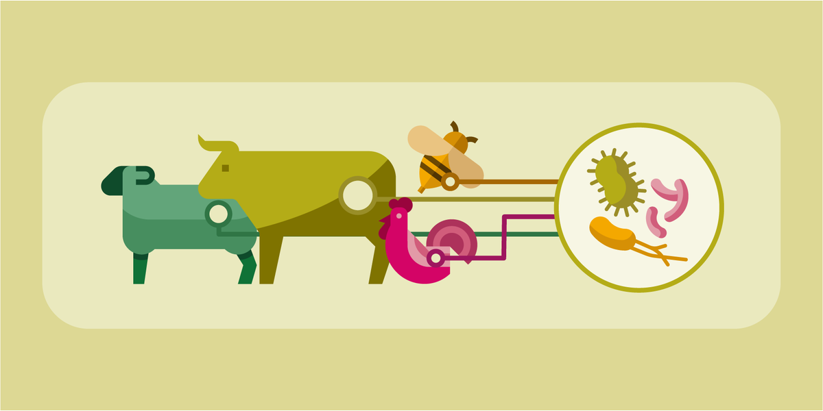 coloredinsci's tweet photo. A little sneak peek into the next infographic for the @roslininstitute, this time on microbiome research! Stay tuned. https://t.co/qVFGKHc3Wm
