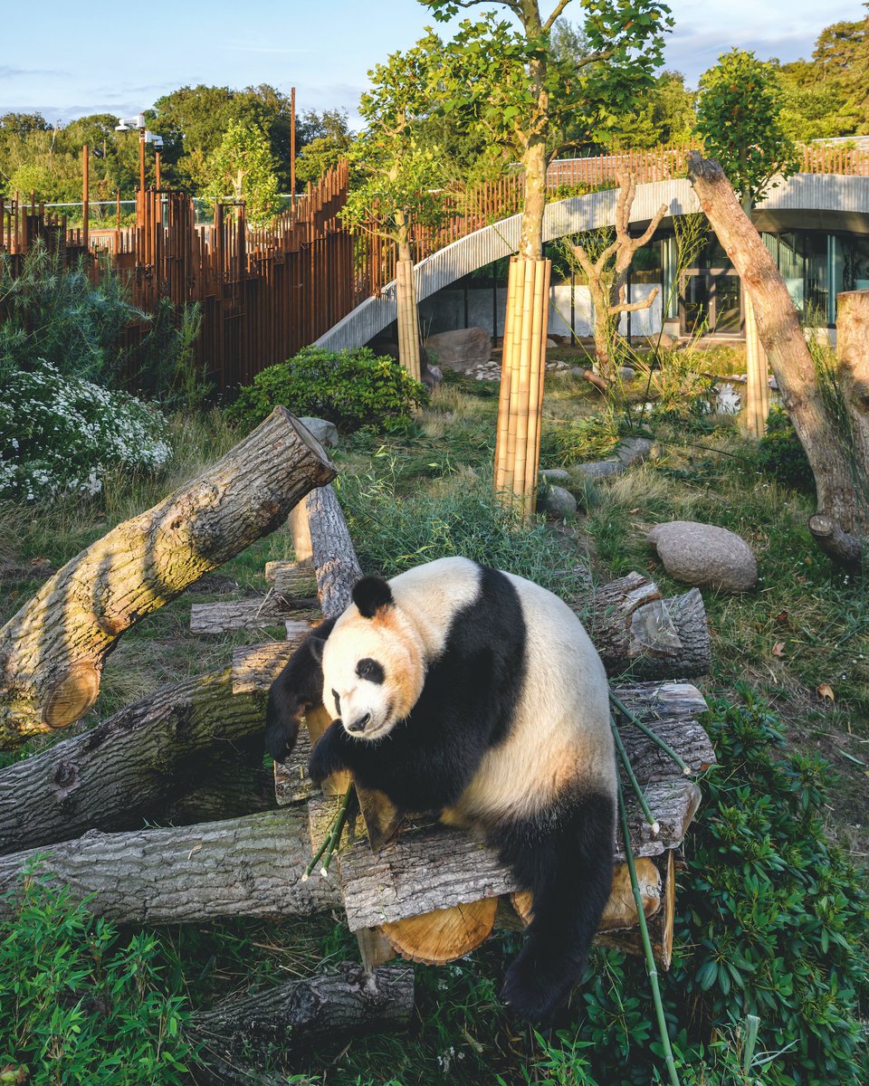 Seth rich panda Seth rich panda