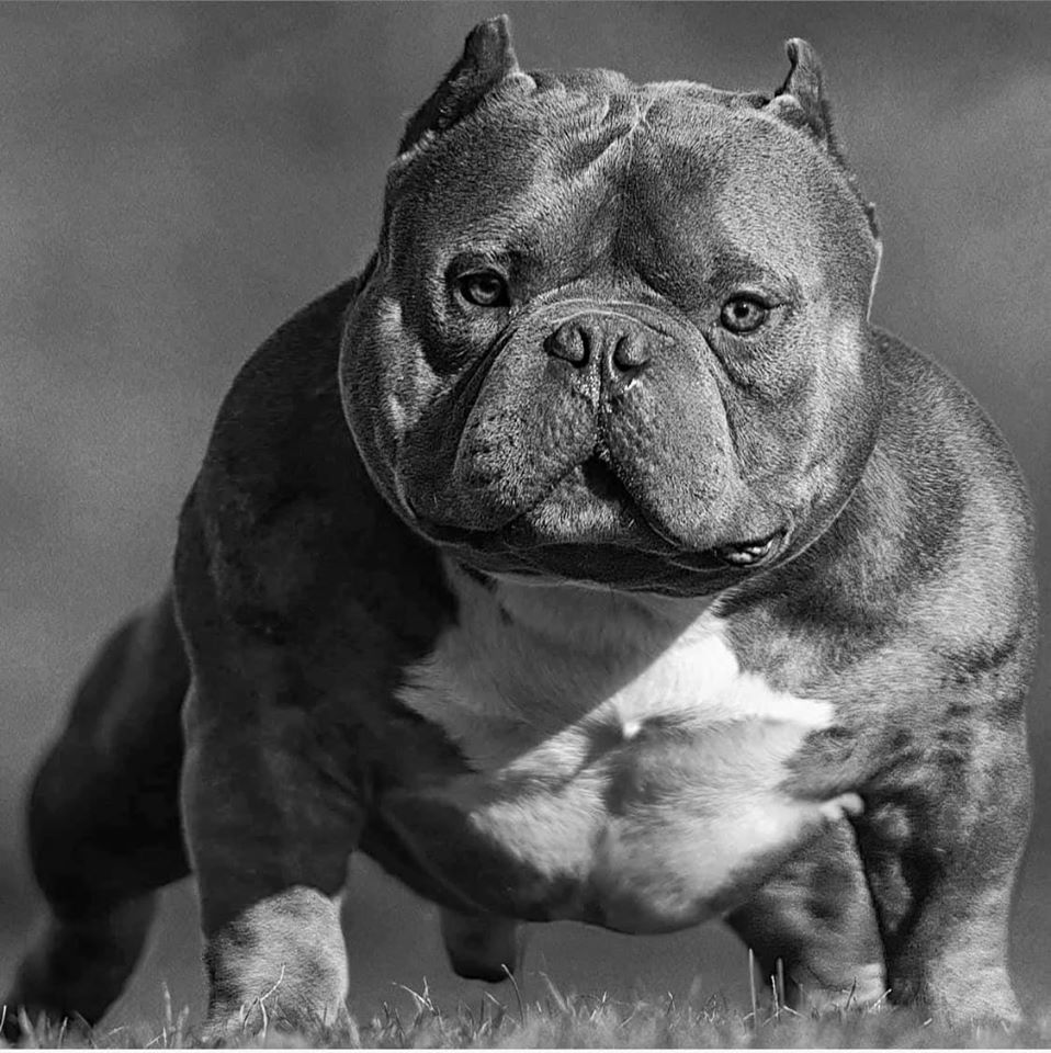 OGCHINABOY's tweet photo. My man Carlos Gomez said if a dog don’t pop in black and white then it don’t got that “WOW”

#BlackandWhiteChallenge

Comment your black and white pics of those bulls! https://t.co/UspPZQUQUH