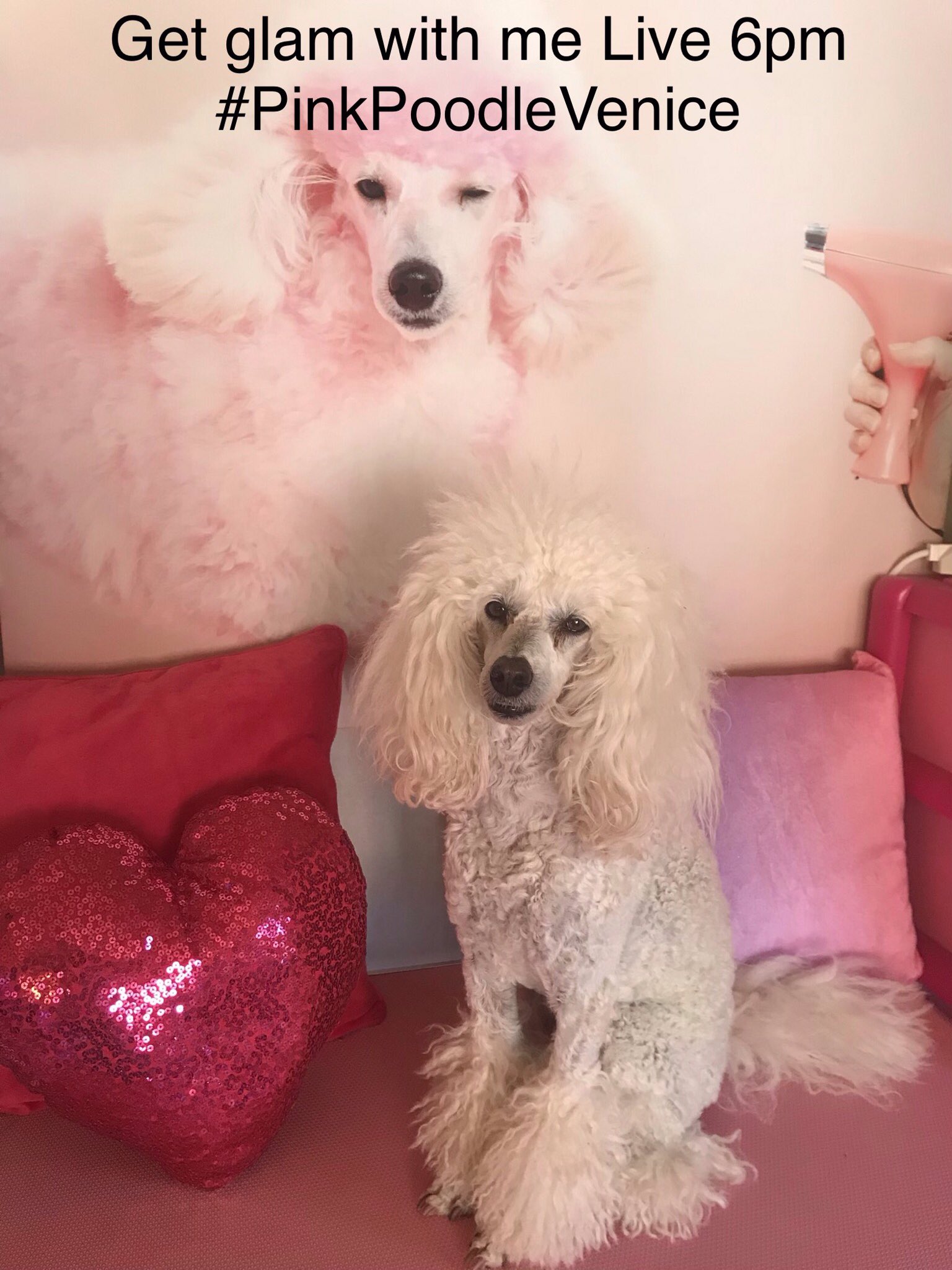 Are Poodles Jealous Dogs