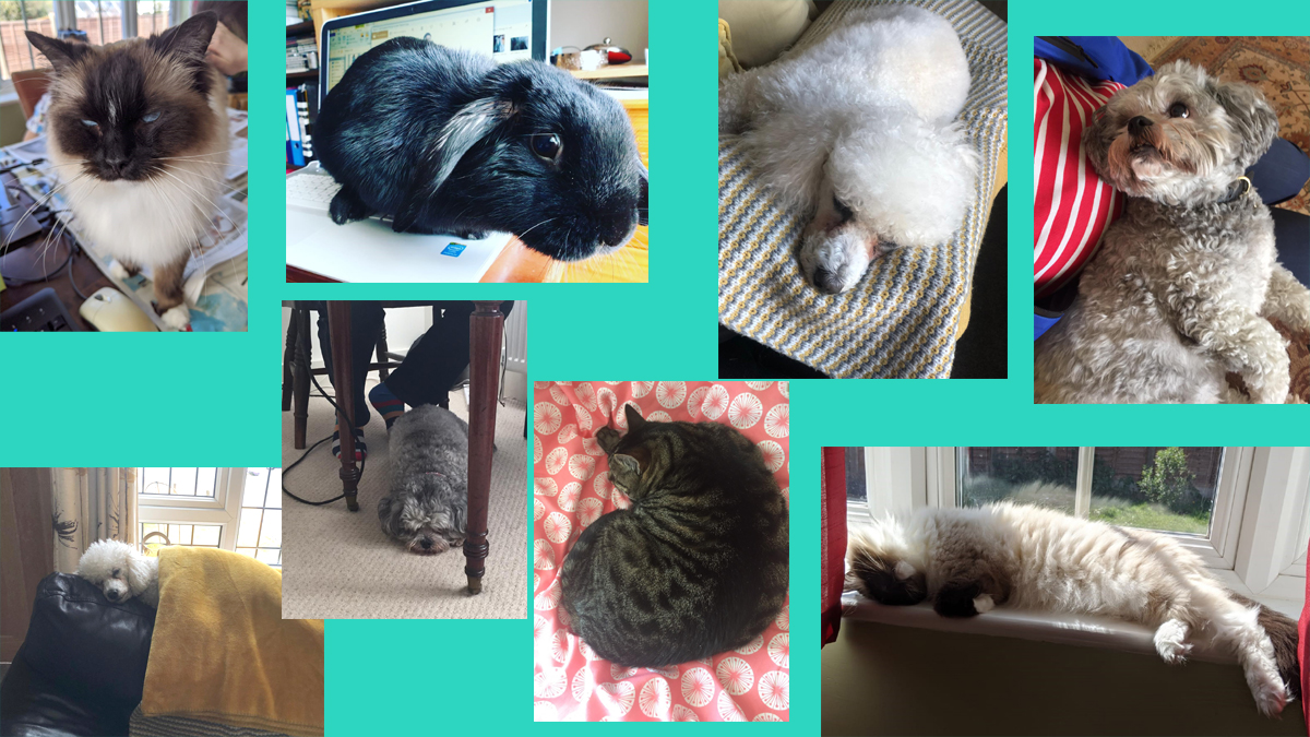 BerksArchives's tweet photo. Here are some of our furry colleagues in various poses who now keep us company whilst we #WFH
#YourWorkspace #Archive30 https://t.co/lvcwssKJK5