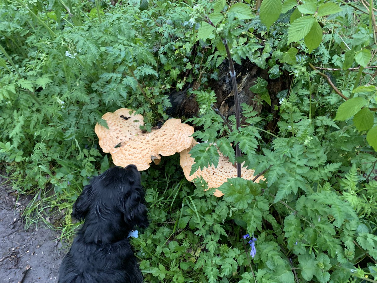 DeweDanielle's tweet photo. Quick @putnoe woods walk between meetings and saw these bracket fungi, Dryads Saddle 😀#mentalwellbeing #FabFriday #lockdownextension #coloursofthecountryside https://t.co/93ObTIG3GX
