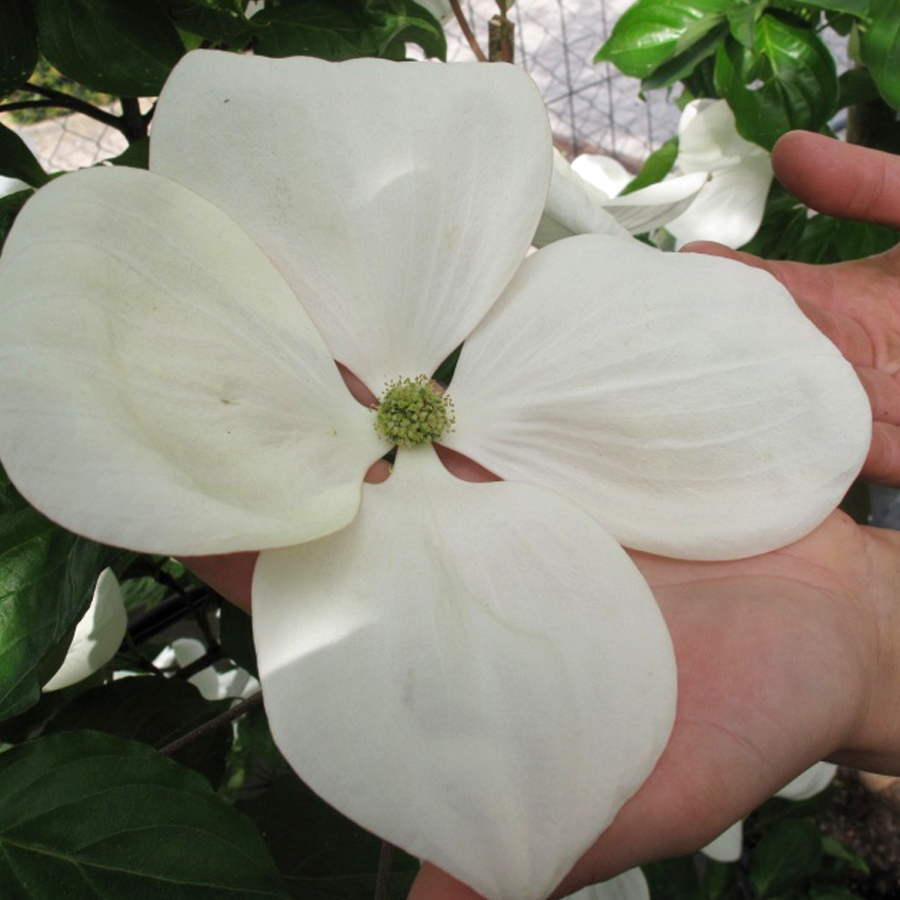 Arbor Day is a holiday in which individuals and groups are encouraged to plant trees.  Jackson and Perkins offers beautiful flowering trees including magnolia trees, dogwoods, crabapple trees, Salix, maple trees, and more. #jacksonandperkins #trees #floweringtrees