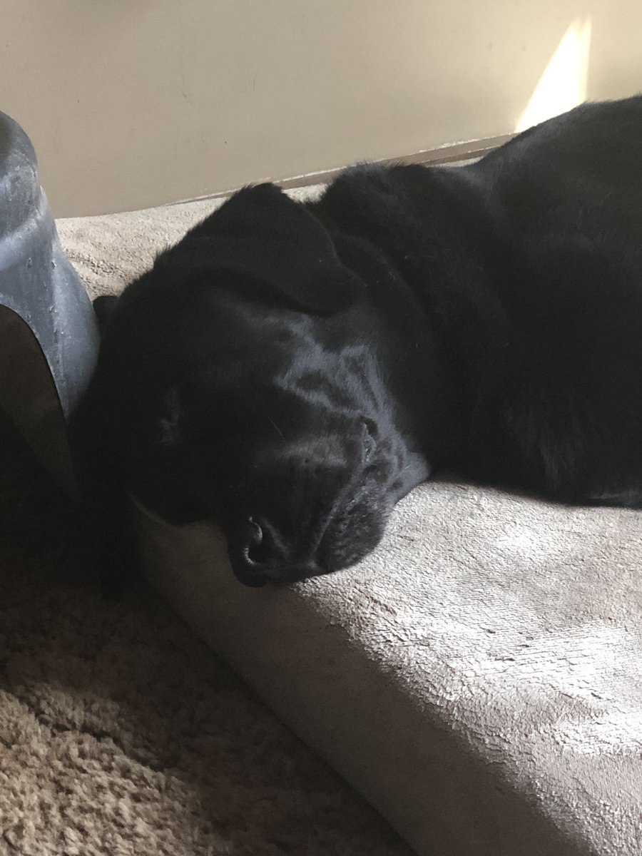 baileykcmac's tweet photo. This is all my co-worker does all day #workingfromhome https://t.co/p3Sng6w8S9