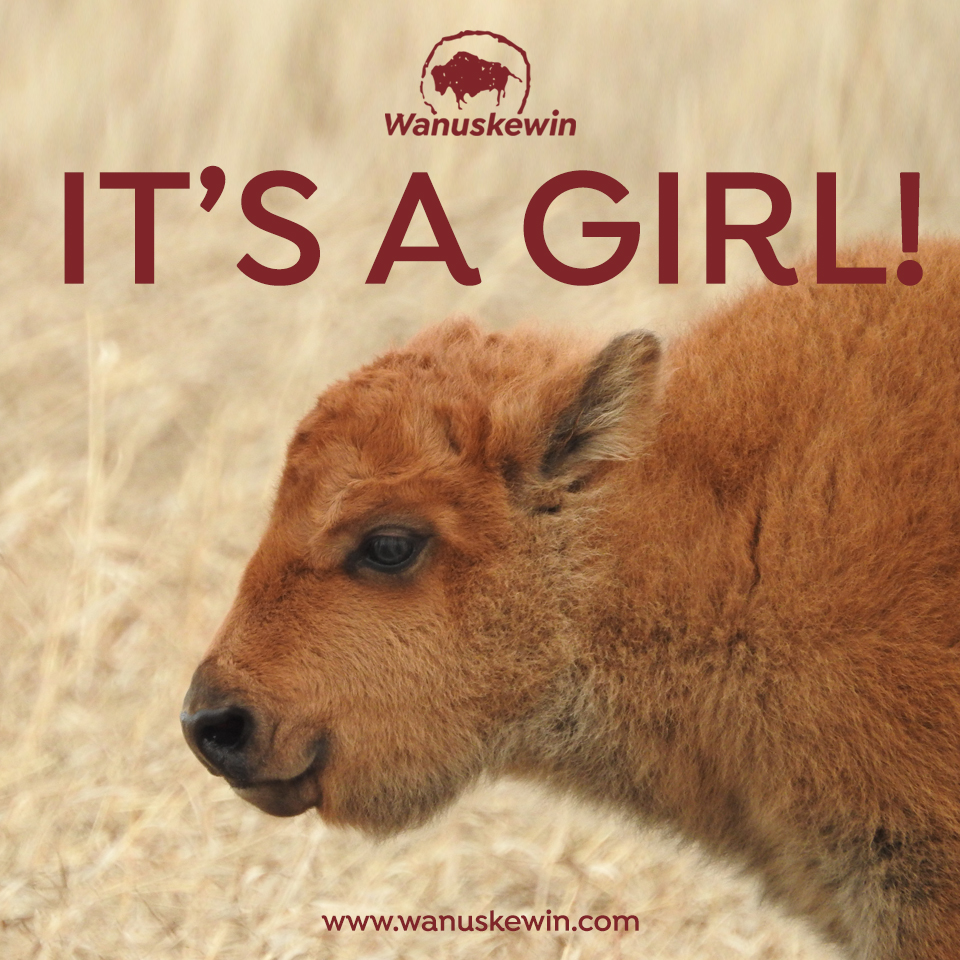 Wanuskewin_Park's tweet photo. For the first time since the year 1876 a bison has been born on the land at Wanuskewin. We thank the Elders for their guidance during this exciting time! Although the park remains closed at this time we cannot wait to welcome the community back to join us

https://t.co/xXIyS5znZE https://t.co/SJx76lGvQn