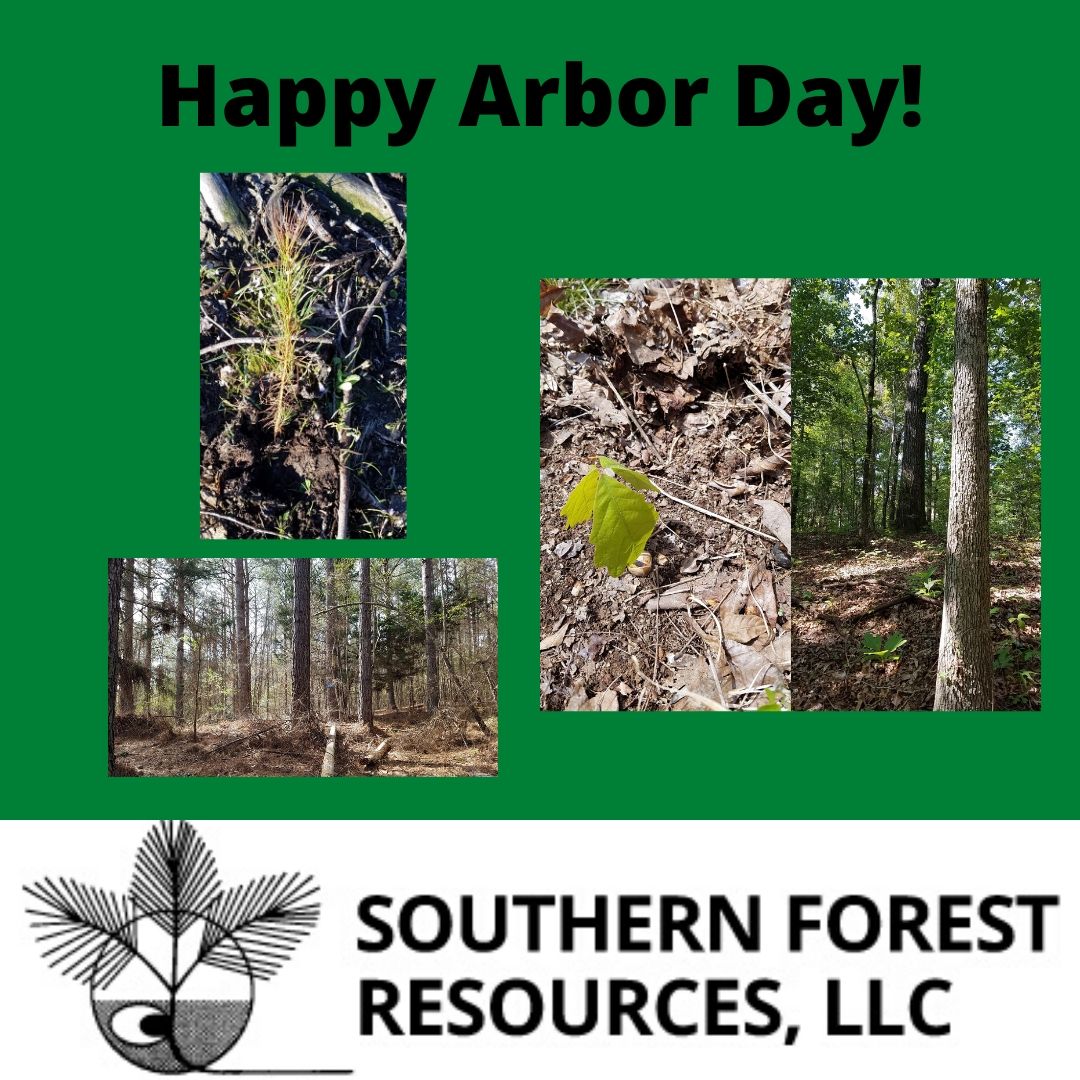 SFR_LLC's tweet photo. We are proud to have been celebrating Arbor Day for 39 years! Growing seedlings into mature forests! #ArborDay #sustainability #timber #timbermanagement #forestry #forest #pine #hardwood #wood #sustainable #environment https://t.co/yuRNInVQFx