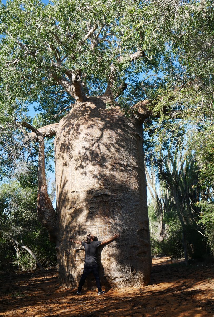 En plus de sceller une rencontre artistique éclectique et intergénérationnelle, cette chanson délivre un message universel : sensibiliser sur le fléau de la déforestation excessive et l’importance de préserver notre environnement.  #Madagascar (ps : ce baobab a 1200ans)