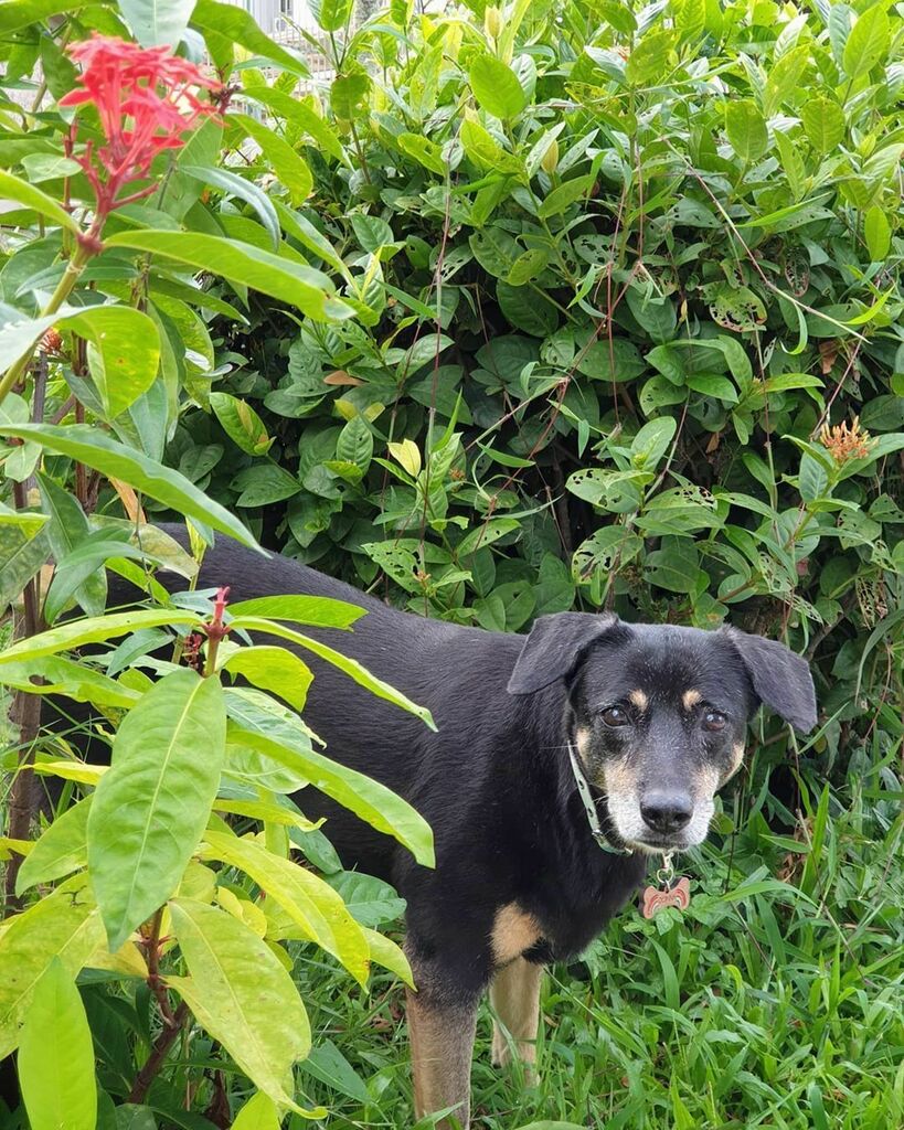 weliveinaflat's tweet photo. Donna peeping out of the bushes
And that eyebrow on the right
#singaporedog #singaporepets #sgdog #sgpets #dogwalk #dogsofinstagram #mongrelsofinstagram #mongrel #singapore special #doglife #blackandtan #seniordogsrock #muttskickbutt #muttsofig #fourleggedfriend #furkid (… https://t.co/ck2JuPQpRy