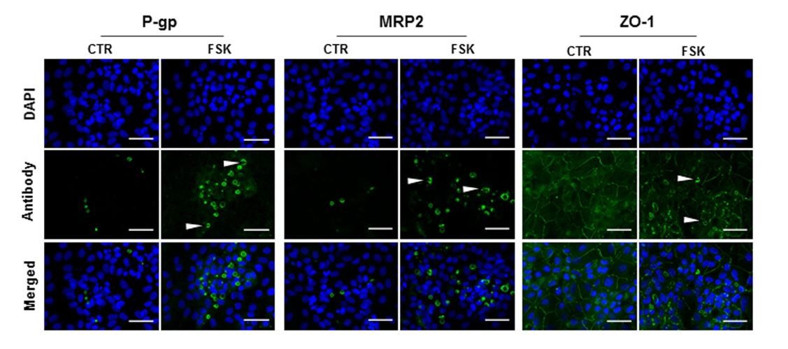 New paper of Abdullah Mayati and colleagues from the Institut de Recherche en Santé, Environnement et Travail, Rennes show the effect of forskolin on polarity and differentiation of HepaRG™
 
Link: nature.com/articles/s4159……
Figure: Polarization of HepaRG cells in response to fsk