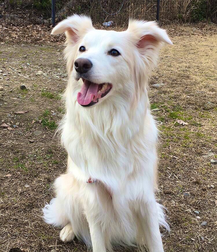 フレアー　ボーダーコリー ボーダーコリー - Search / X