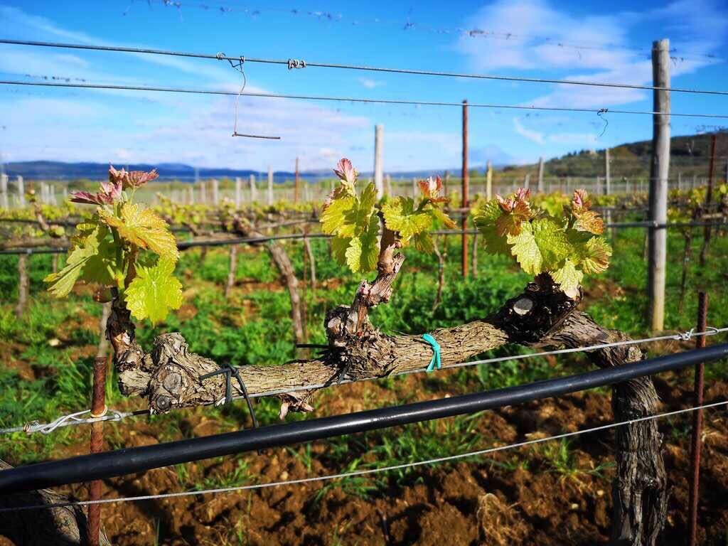 Il germogliamento tra i filari... #contidisanbonifacio #budding #vines #organicwinery #cdsbwinery