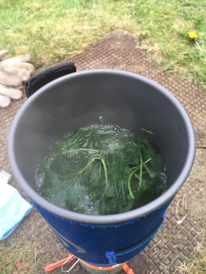 Making nettle tea today for day 24 of our Forest School at Home activities - head to our website or Facebook page for more info