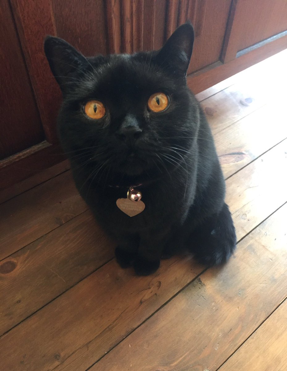 That stare 👁👁
🐾😻🐾
#catlife #CatsOfTwitter #Blackcat