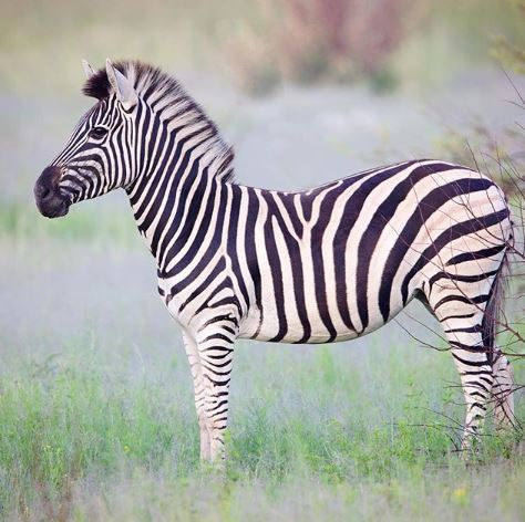 BushTimeMabula's tweet photo. Stunning in its simplicity: a gorgeous portrait of a #Mabula Private Game Reserve #zebra, as seen by @juliekphotography

#BushTimeAtMabula https://t.co/m6VIDLjcpX