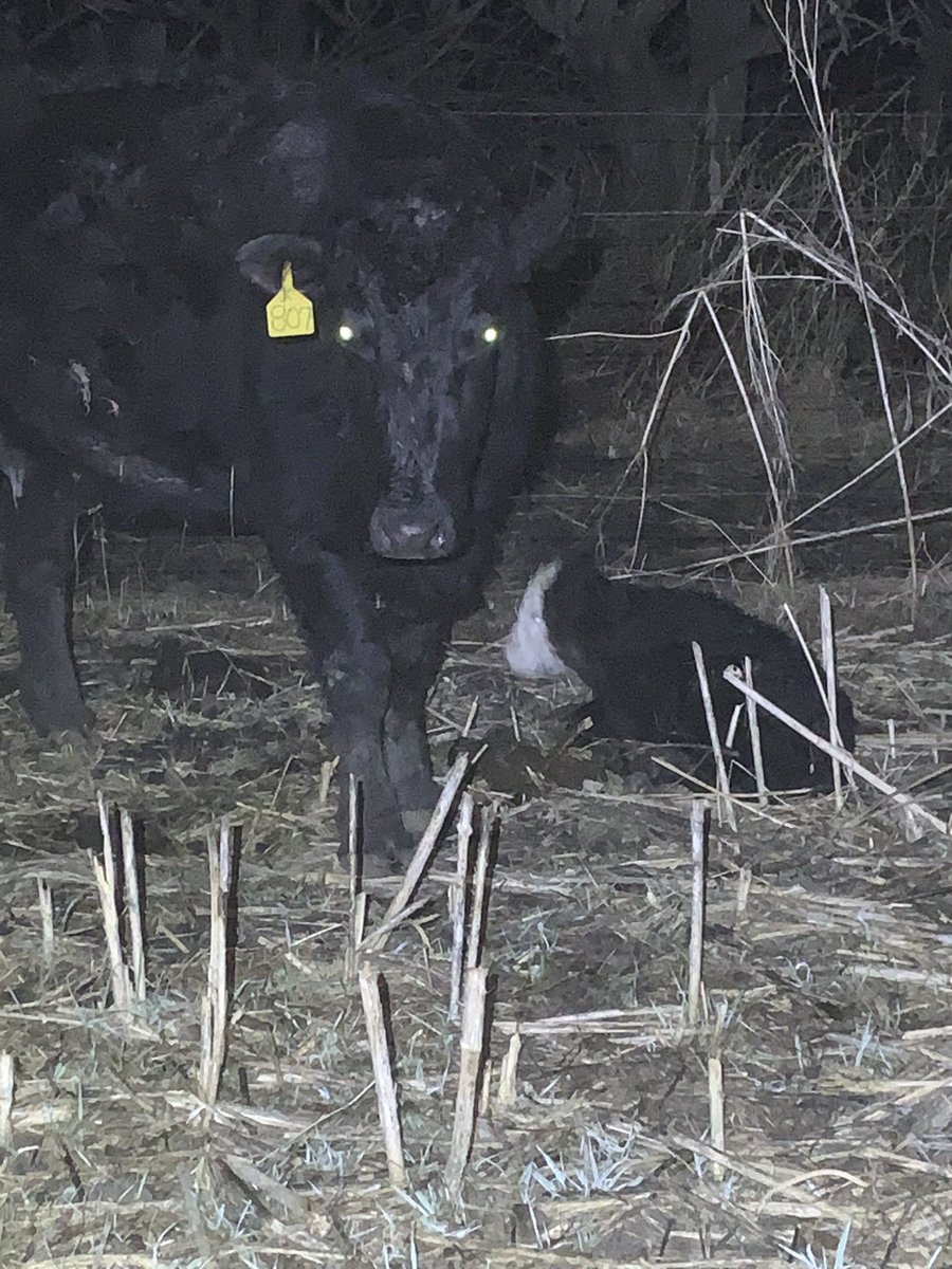 Latest addition this morning half done with spring calving. #ranchlife #NDLegendary #NewCalves