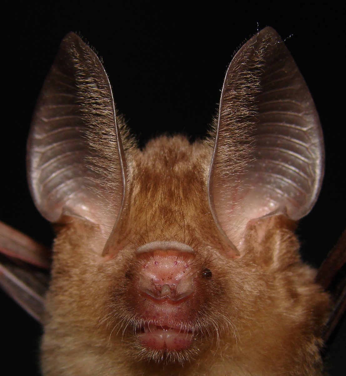Bats_Chiroptera's tweet photo. Bats have done more good for humans and Earth than humans have done for bats and Earth.
Let's break even.
#bats #conservation #AmazingBats https://t.co/q2mlIuEG8k