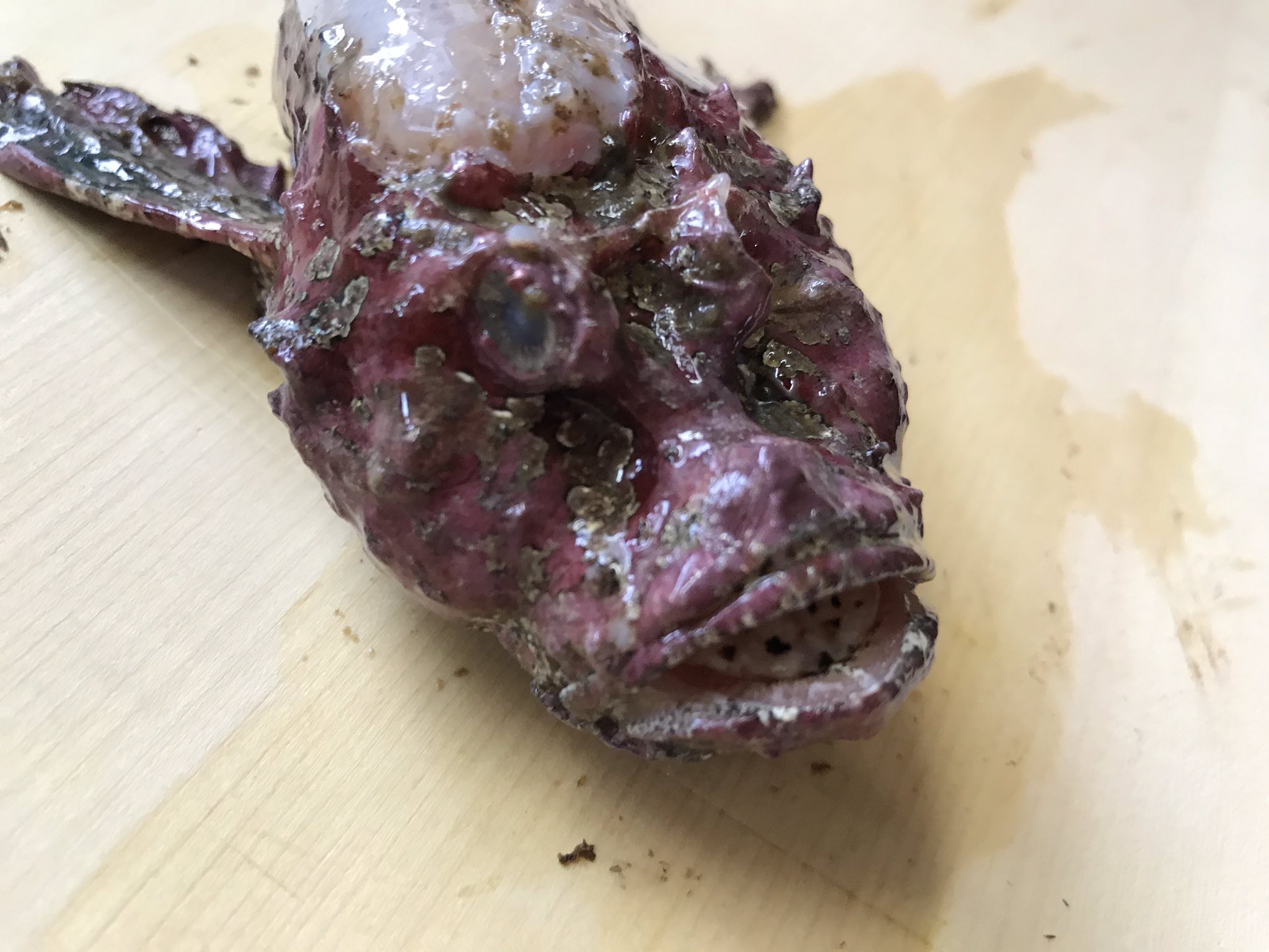 はやと はやとちゃんねる 今日のお魚はオニオコゼでした スズキ目オニオコゼ科オニオコゼ 全身の写真撮り忘れ 毒針除去済み オニオコゼ オコゼ 毒針 危険魚 高級魚 毒 T Co 2nu4uc4th8 Twitter