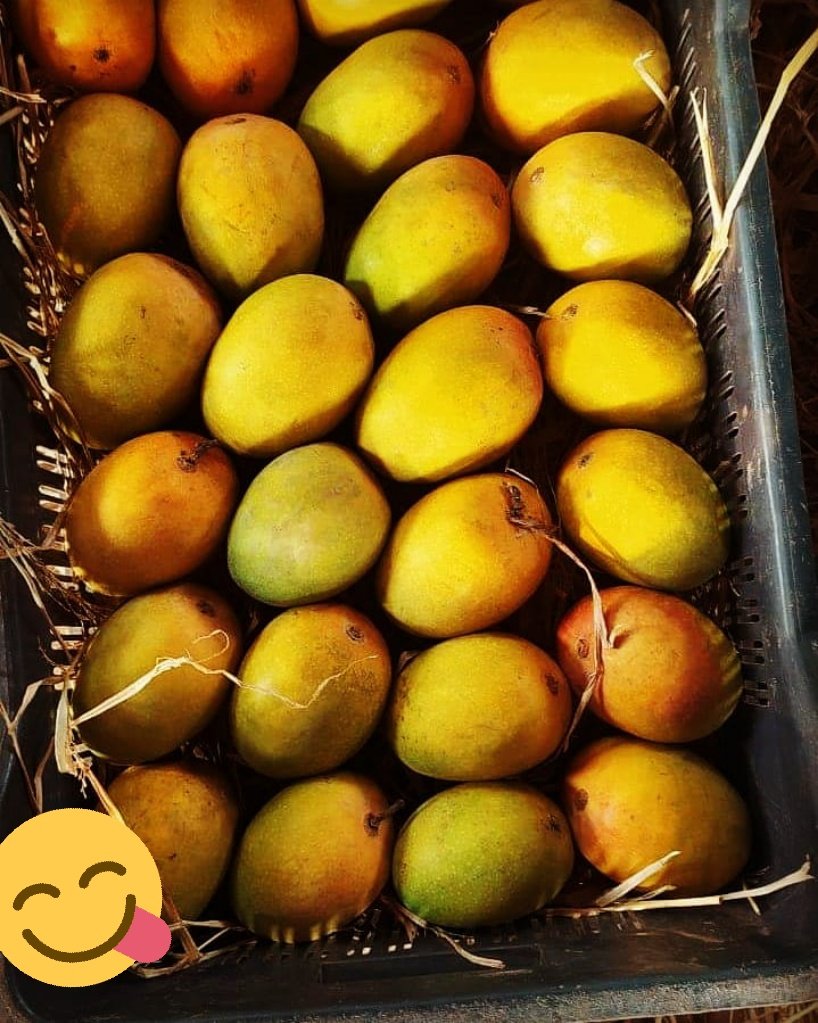 TreadeeO's tweet photo. #export #alphonso #mangoes 
Premium quality authentic test😋 of #alphonsomango 🍋🍋
           Get it from maharashtra ratnagiri #kokan 🌳🌳🌳 https://t.co/SJ4FsuouHe