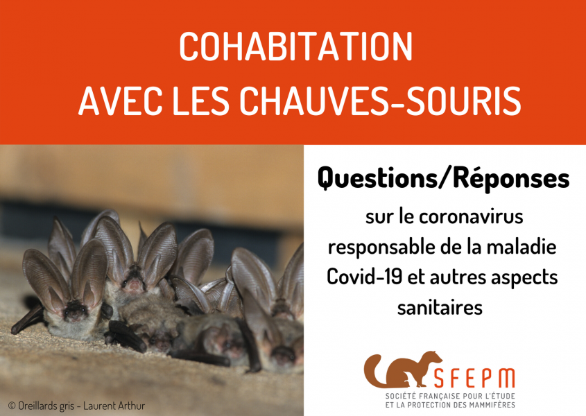 chirocorse's tweet photo. Merci à la SFEPM d'avoir écrit cet article compilant les questions qu'on pose actuellement sur les chauves-souris et #COVID19 

https://t.co/JHXmCEF7MU https://t.co/ISWReRefQt
