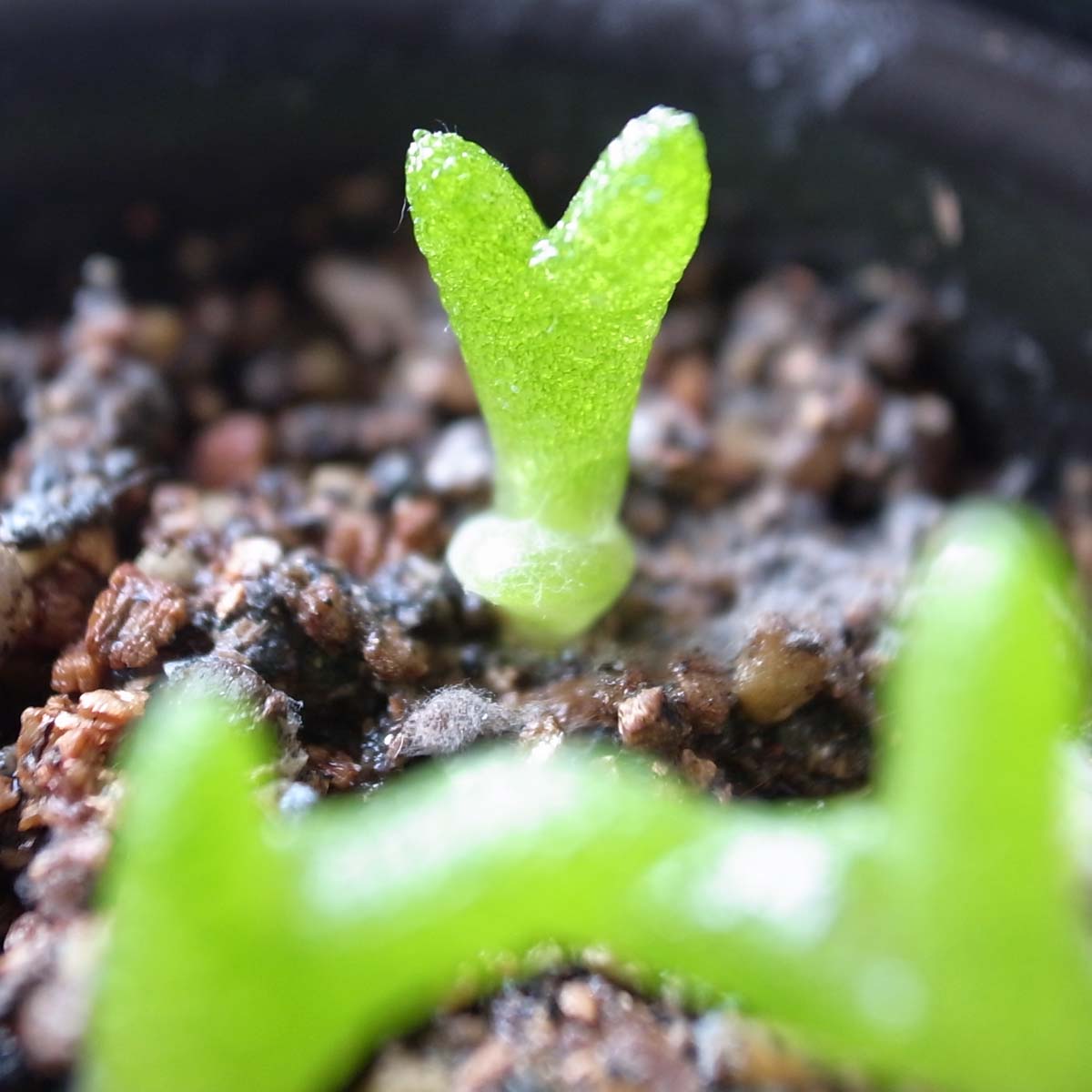 ブルーミングスケープ 観葉植物の通販 かわいい うさぎの耳のような多肉植物 モニラリア 種から育て てみませんか とっても癒される多肉植物です T Co Ddkz71ifnx 多肉植物 多肉 サボテン 観葉植物 インテリア 癒し 栽培