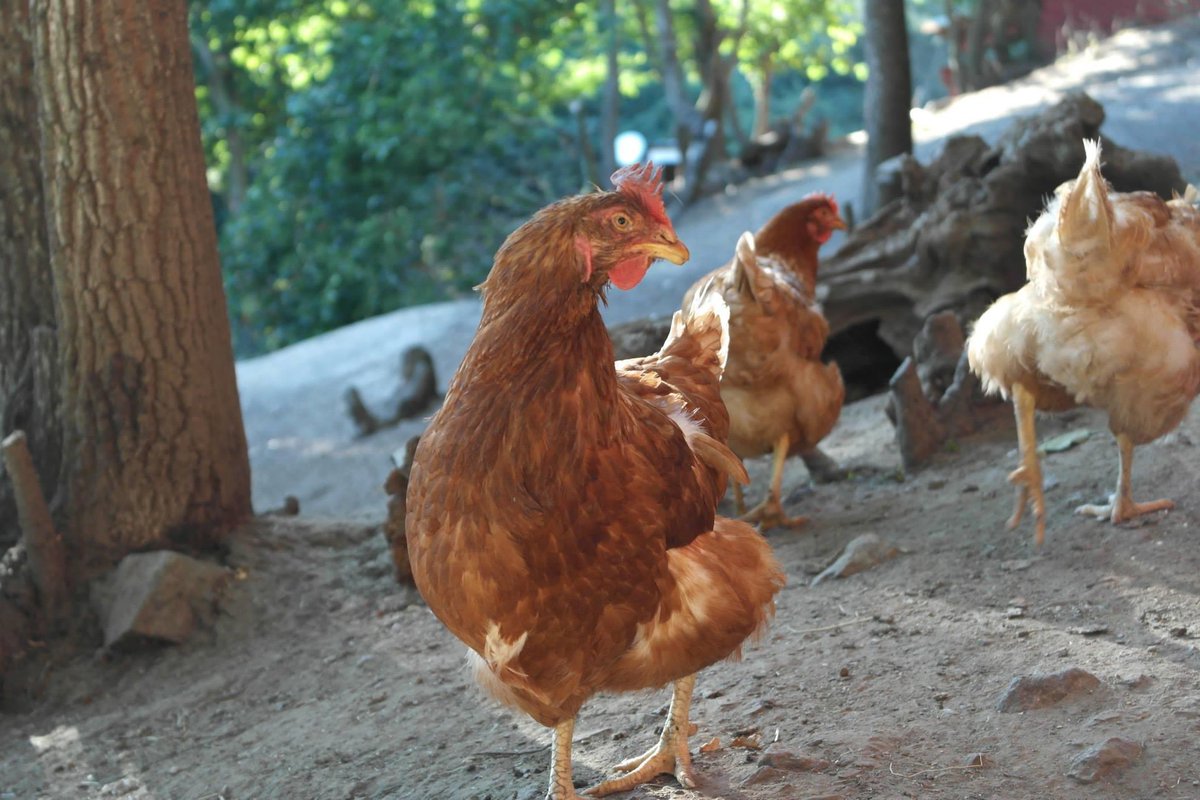 MinoValleyFarm's tweet image. Facts about chickens
Chickens dream just like humans do (REM)
Chickens can distinguish between more than 100 faces of their own species
Chickens have full-colour vision
Hens defend their young 
Science has proven chickens to be more intelligent than human toddlers #FeelGoodFriday