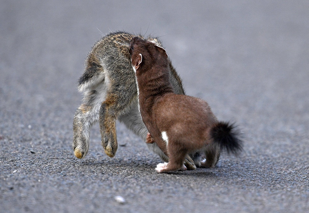 andyjonesfoto1's tweet photo. A Stoat hauls away its Rabbit kit kill - 17th April 2020. @Natures_Voice #Stoat #Mustelid #carnivore #Rabbit #rabbitkit #Local #Lanes https://t.co/51Qq4MK16e