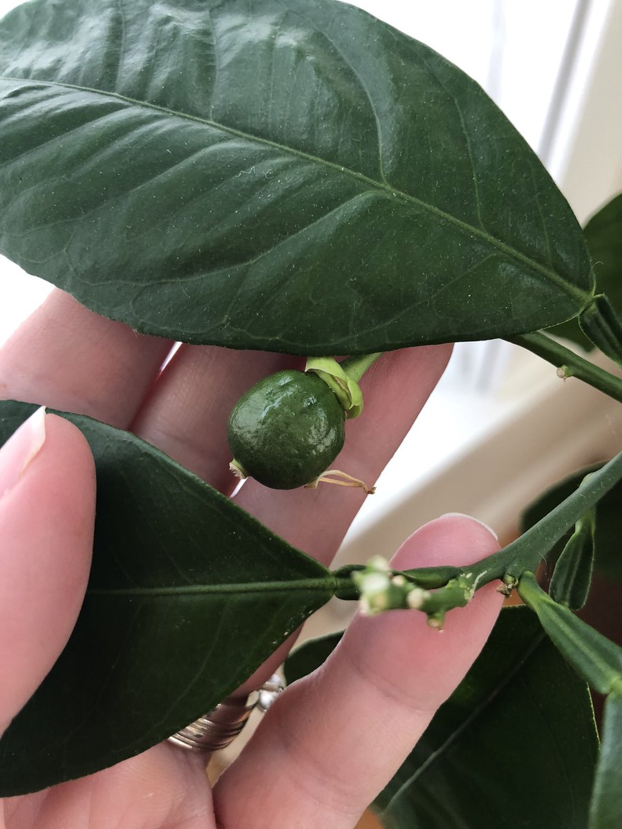 Orange tree update...the tree revived and I’ve got about 60 tiny oranges. There is no way this little tree can support this many so I think I should remove some. I’ve learned too late that pruning should have happened right after it flowered. Some have already doubled in size