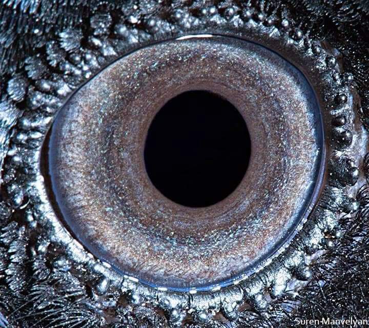 Crow's eye 